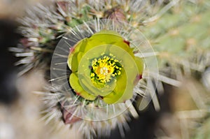 Desert Bloom Series - Teddy Bear Cholla - Cylindropuntia Bigelovii