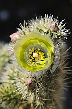 Desert Bloom Series - Teddy Bear Cholla - Cylindropuntia Bigelovii