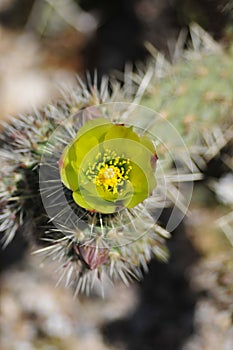 Desert Bloom Series - Teddy Bear Cholla - Cylindropuntia Bigelovii