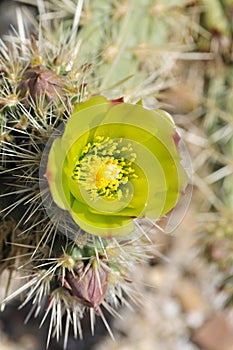 Desert Bloom Series - Teddy Bear Cholla - Cylindropuntia Bigelovii