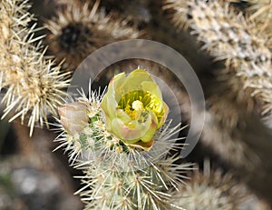 Desert Bloom Series - Teddy Bear Cholla - Cylindropuntia Bigelovii