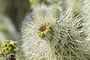 Desert Bloom Series - Teddy Bear Cholla - Cylindropuntia Bigelovii