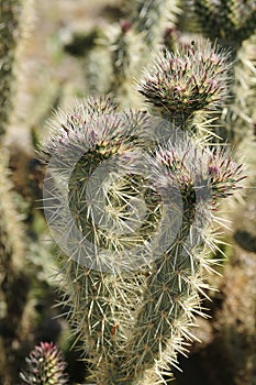 Desert Bloom Series - Teddy Bear Cholla - Cylindropuntia Bigelovii