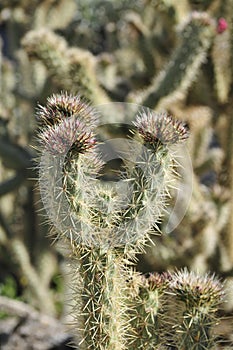 Desert Bloom Series - Teddy Bear Cholla - Cylindropuntia Bigelovii