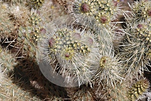 Desert Bloom Series - Teddy Bear Cholla - Cylindropuntia Bigelovii