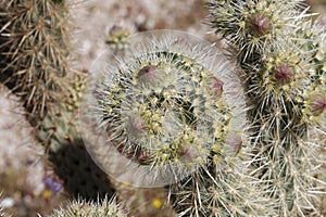 Desert Bloom Series - Teddy Bear Cholla - Cylindropuntia Bigelovii