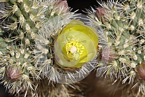 Desert Bloom Series - Teddy Bear Cholla - Cylindropuntia Bigelovii