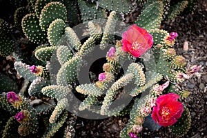 The Desert Blooms!