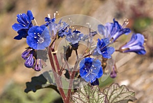 Desert Bluebell