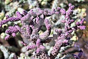 Desert Botanical Garden Phoenix, Arizona, United States