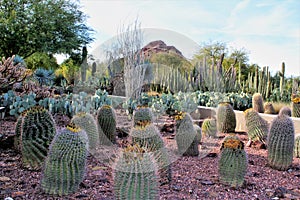 Desert Botanical Garden Phoenix, Arizona, United States