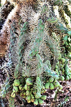 Desert Botanical Garden Phoenix, Arizona, United States photo
