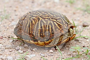 Desert Box Turtle Terrapene ornata luteola