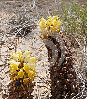 Desert Broomrape blossom photo