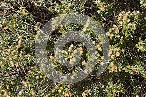 Desert brush close up in southwest New Mexico.