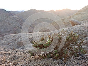 desert bush