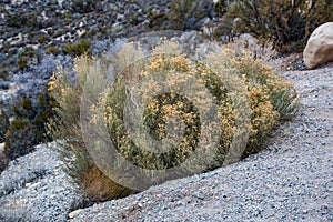 Desert bush in the Red Rock Canyon National Conservation Area, U
