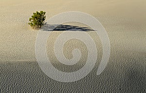 Desert bush on a sand dune