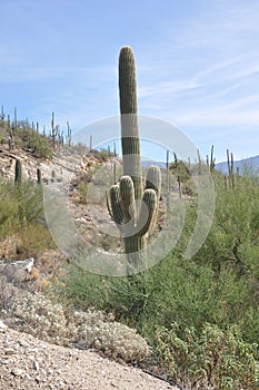 Desert Cactus