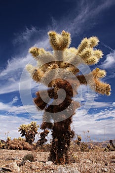 Desert cactus