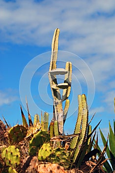 Desert cactus