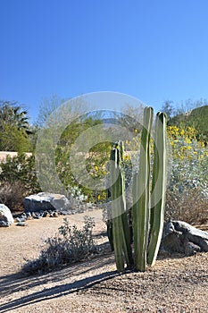 Desert cactus