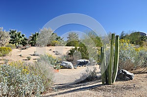 Desert cactus