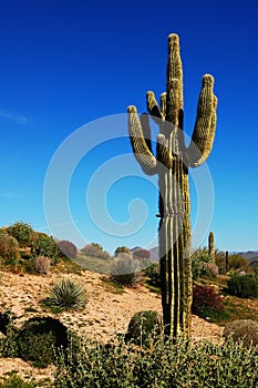 Desert Cactus