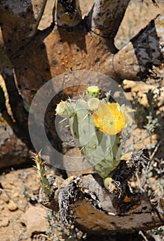Desert cactus in bloom