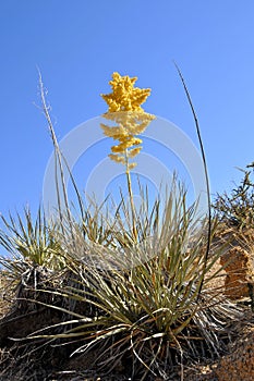 Desert Cactus Blossoming