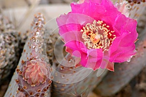 Desert Cactus Flower
