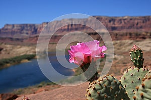 Desert cactus flower