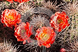 desert cactus flowers.