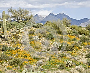 Desert Cactus, flowers and Mountains