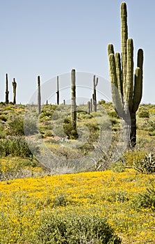 Desert Cactus, flowers and Sky