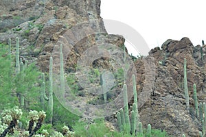 Desert cactus landscap