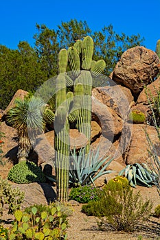 Desert cactus landscape in Arizona