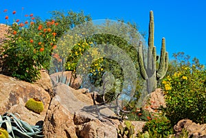 Desert cactus landscape in Arizona