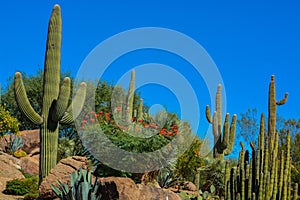 Desert cactus landscape in Arizona