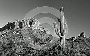 Desert cactus and mountain panorama