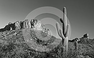 Desert cactus and mountain panorama photo