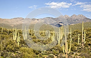 Desert Cactus and Mountains