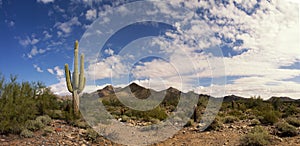 Desert cactus and mountains landscape