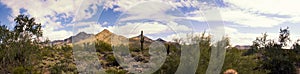 Desert cactus and mountains panorama photo