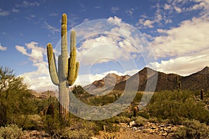 Desert cactus and mountains landscape