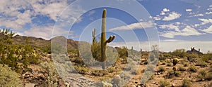 Desert cactus and mountains landscape photo