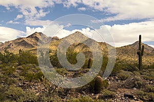 Desert cactus and mountains landscape photo