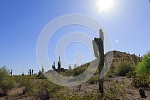 Desert and cactus picture with sun shining.