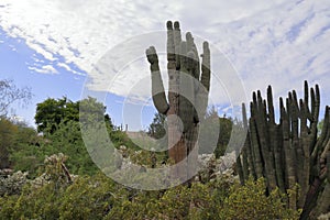 Desert and cactus picture with sun shining, plants and clouds.