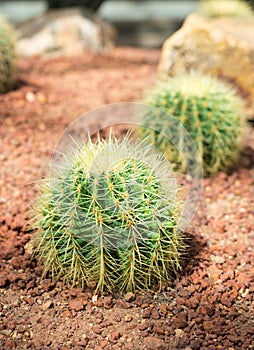 Desert cactus on red rock floor.